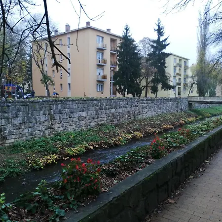 Tulip Family Eger